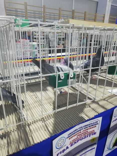  - 2020-27-martie-Diverse