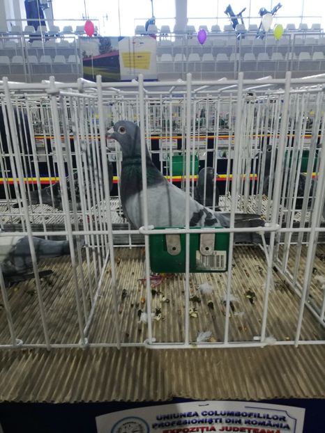  - 2020-27-martie-Diverse