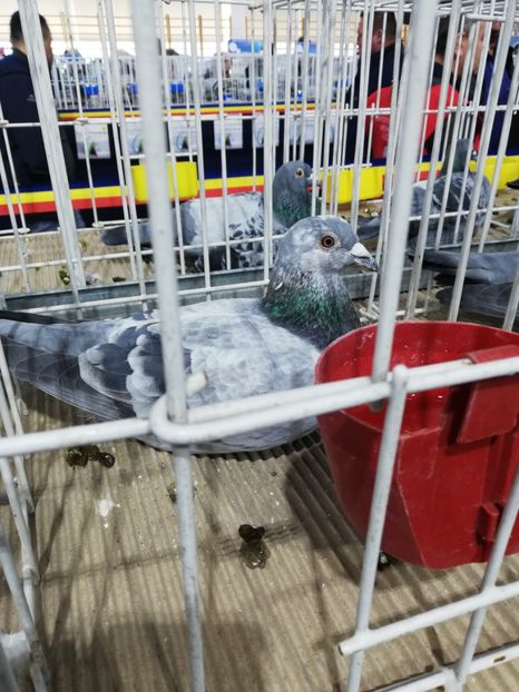  - 2020-27-martie-Diverse