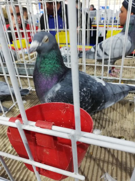  - 2020-27-martie-Diverse