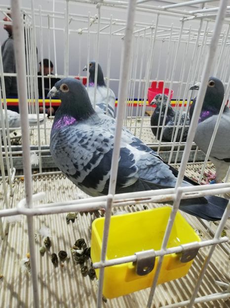  - 2020-27-martie-Diverse