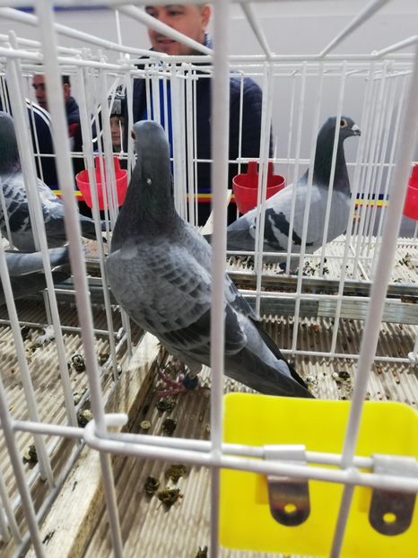  - 2020-27-martie-Diverse