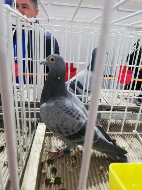  - 2020-27-martie-Diverse