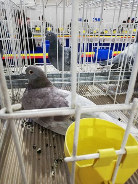  - 2020-27-martie-Diverse