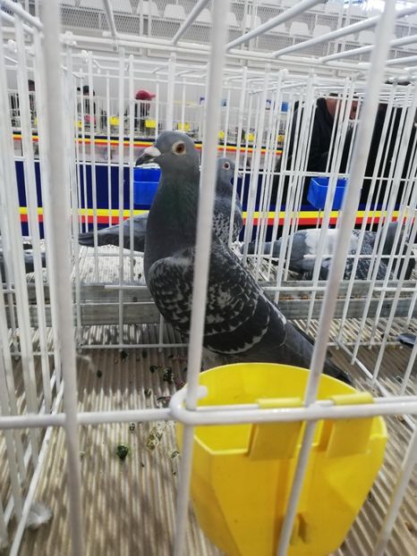  - 2020-27-martie-Diverse