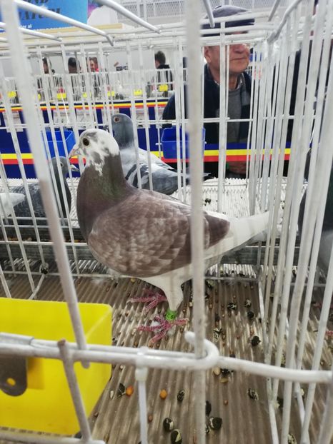  - 2020-27-martie-Diverse