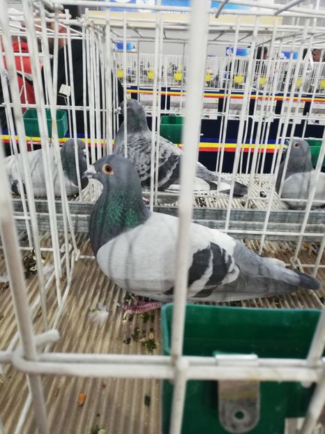  - 2020-27-martie-Diverse