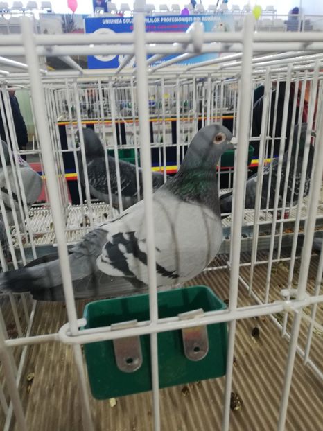  - 2020-27-martie-Diverse