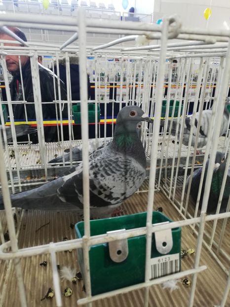  - 2020-27-martie-Diverse