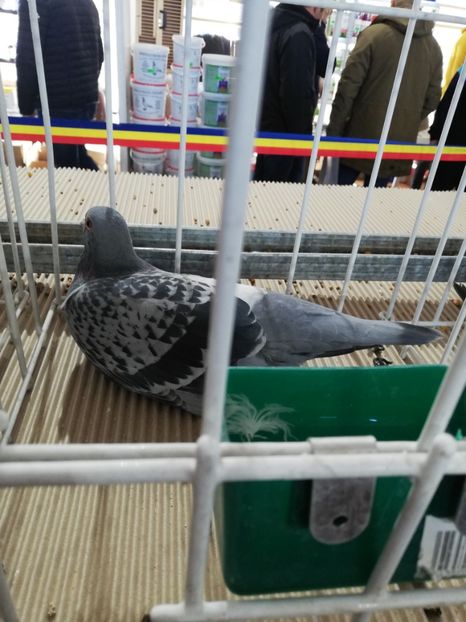  - 2020-27-martie-Diverse