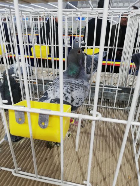  - 2020-27-martie-Diverse