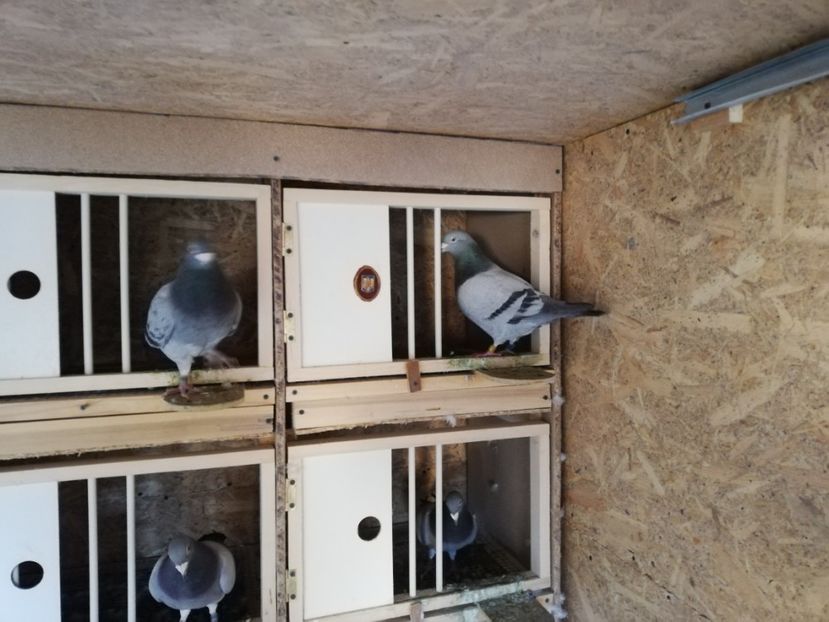  - 2020-27-martie-Diverse