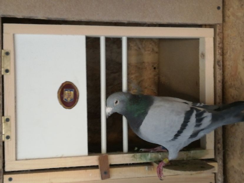  - 2020-27-martie-Diverse