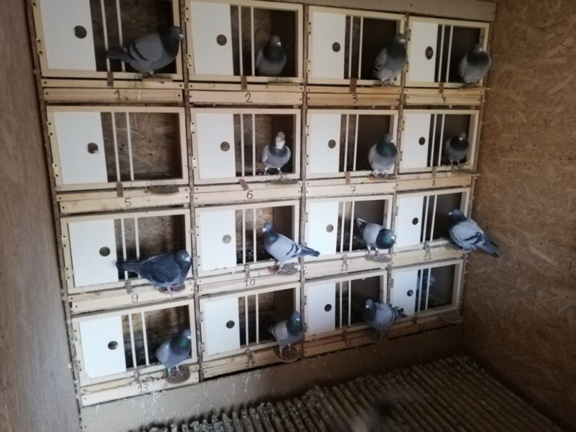  - 2020-27-martie-Diverse