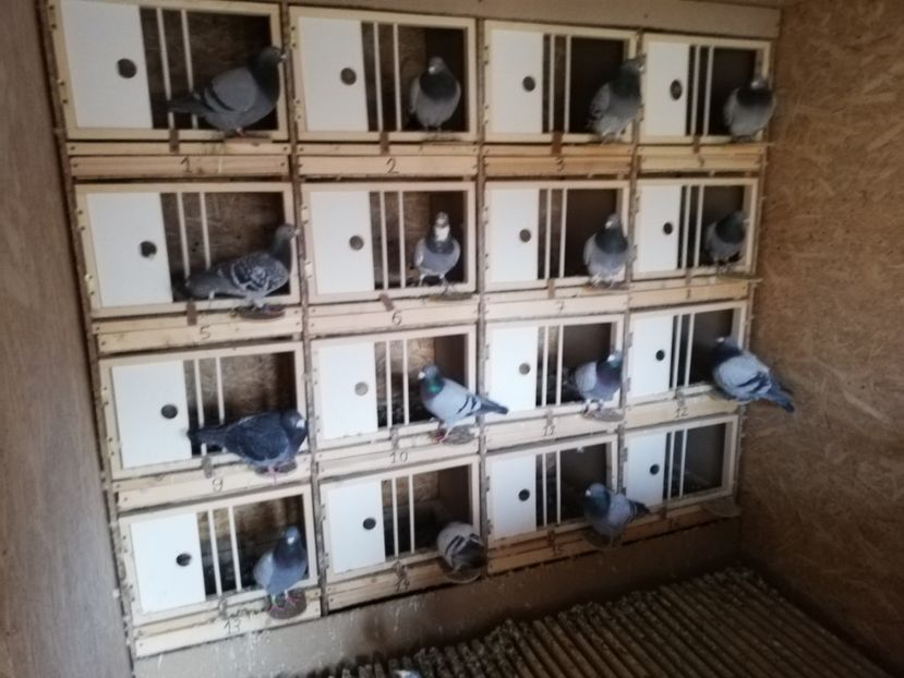  - 2020-27-martie-Diverse