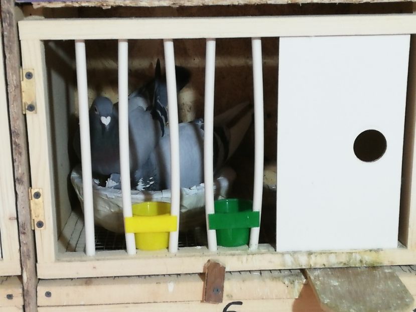  - 2020-27-martie-Diverse