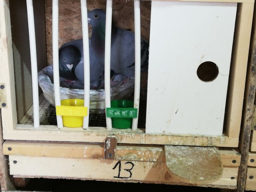  - 2020-27-martie-Diverse