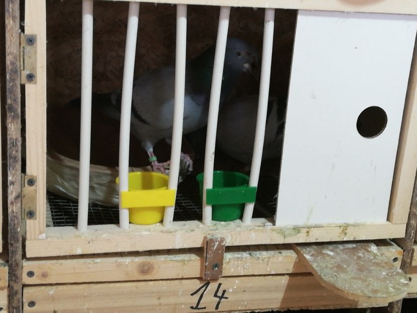  - 2020-27-martie-Diverse