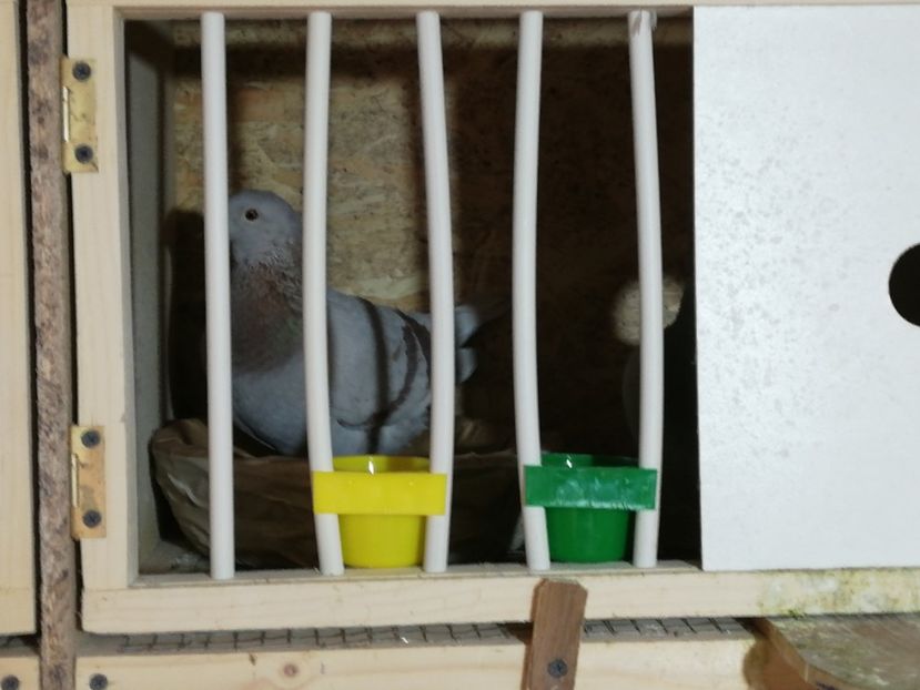  - 2020-27-martie-Diverse