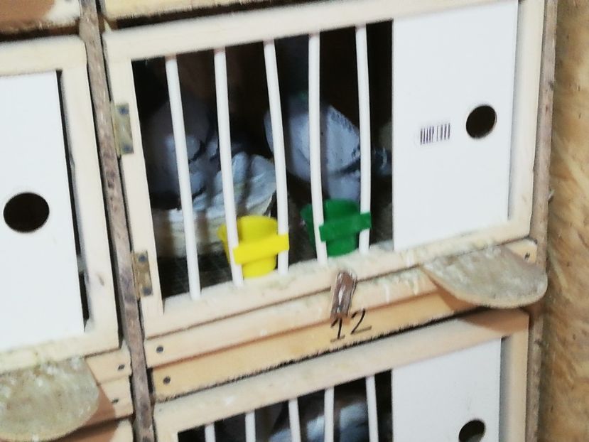  - 2020-27-martie-Diverse