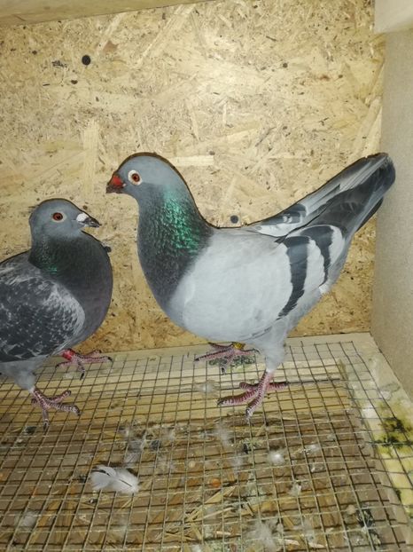  - 2020-27-martie-Diverse