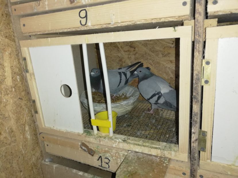  - 2020-27-martie-Diverse