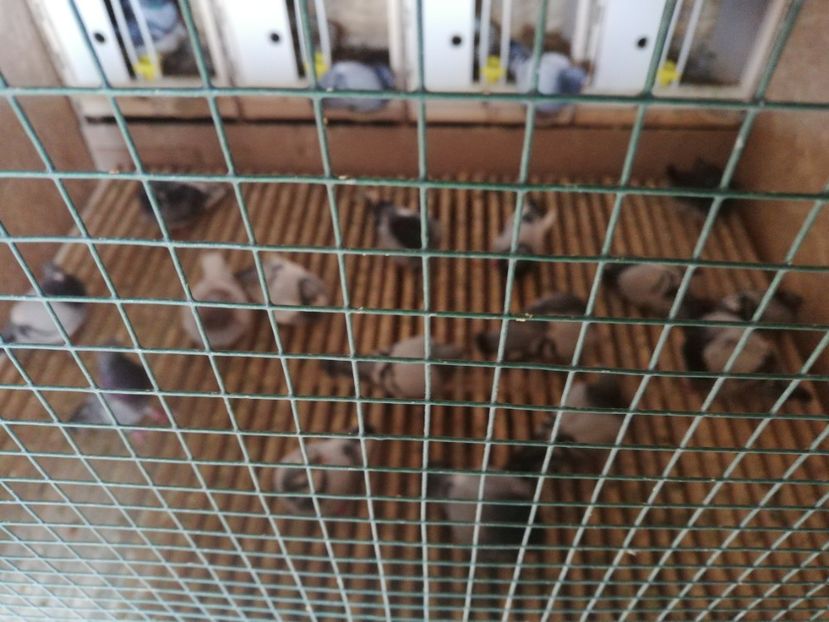  - 2020-27-martie-Diverse