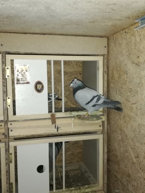  - 2020-27-martie-Diverse