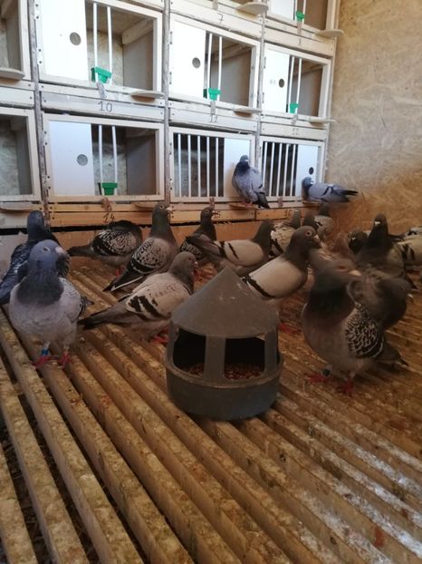  - 2020-27-martie-Diverse