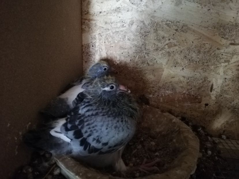  - 2020-27-martie-Diverse