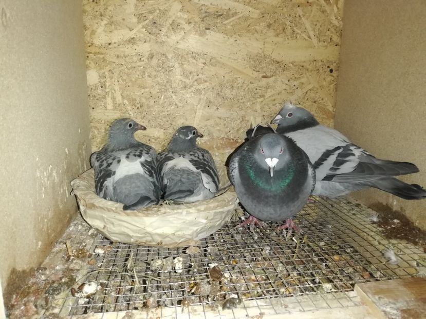  - 2020-27-martie-Diverse