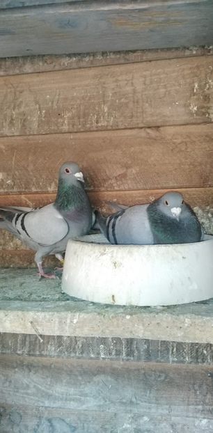 IMG-20200318-WA0002 - 2020-27-martie-Diverse