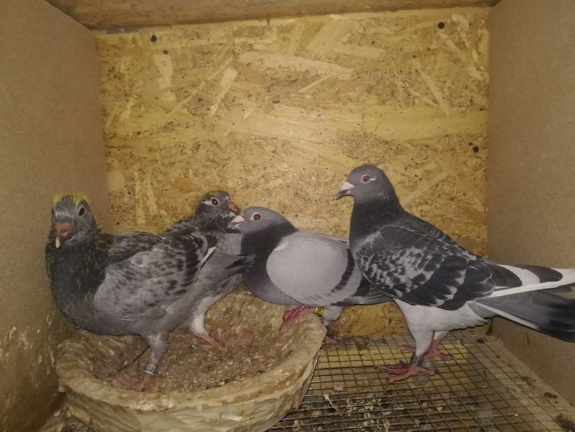 IMG-20200320-WA0002 - 2020-27-martie-Diverse