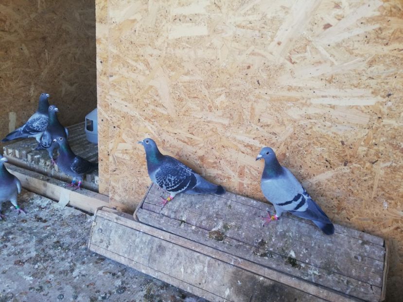  - 2020-28martie-Reproductie