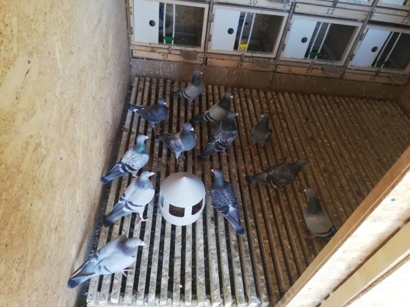  - 2020-28martie-Reproductie