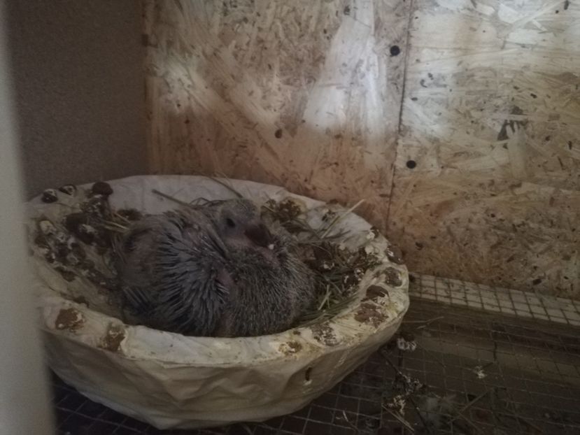  - 2020-28martie-Reproductie