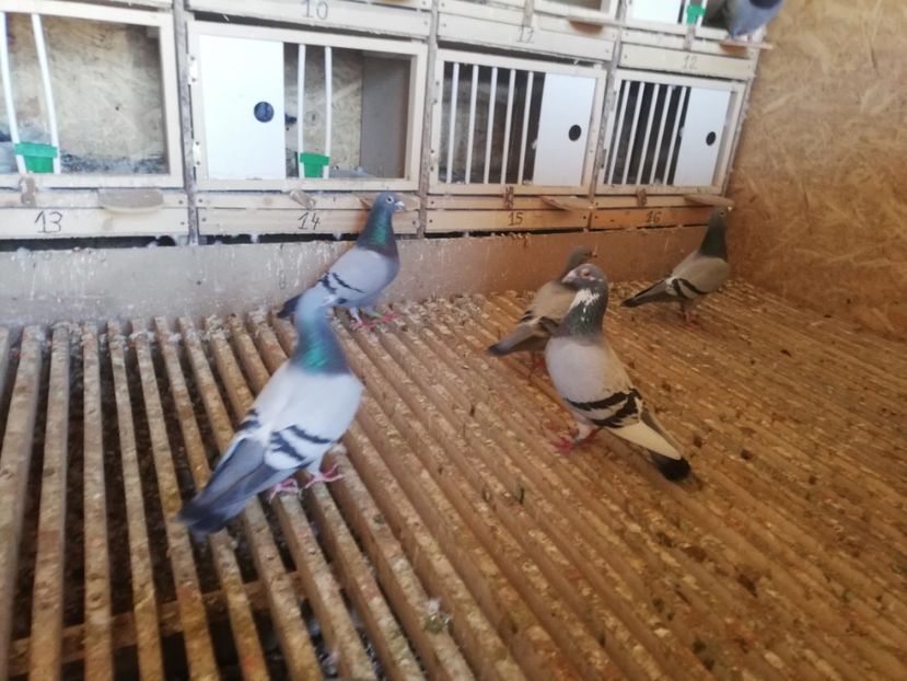  - 2020-28martie-Reproductie