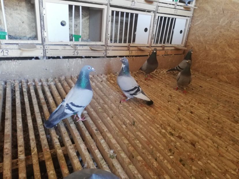  - 2020-28martie-Reproductie