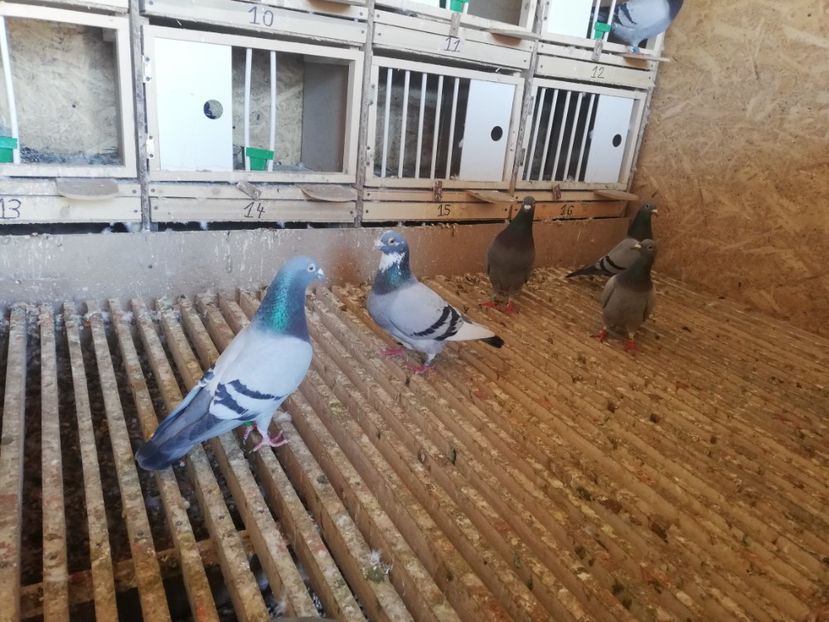  - 2020-28martie-Reproductie