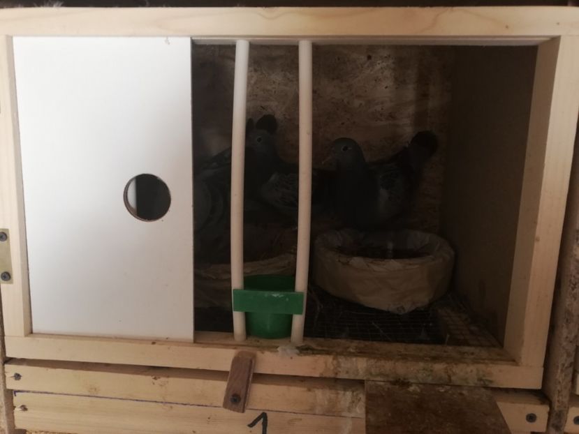  - 2020-28martie-Reproductie