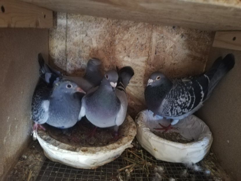  - 2020-28martie-Reproductie