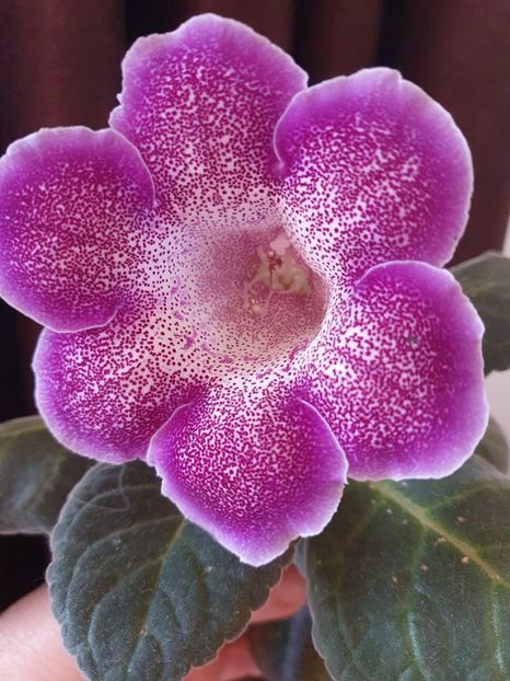  - Gloxinia 2020