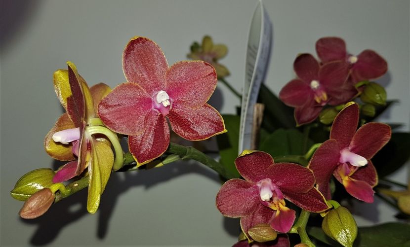 SOGO RED STAR - Phalaenopsis 1