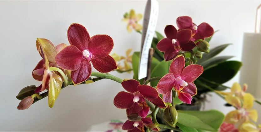  - Phalaenopsis 1