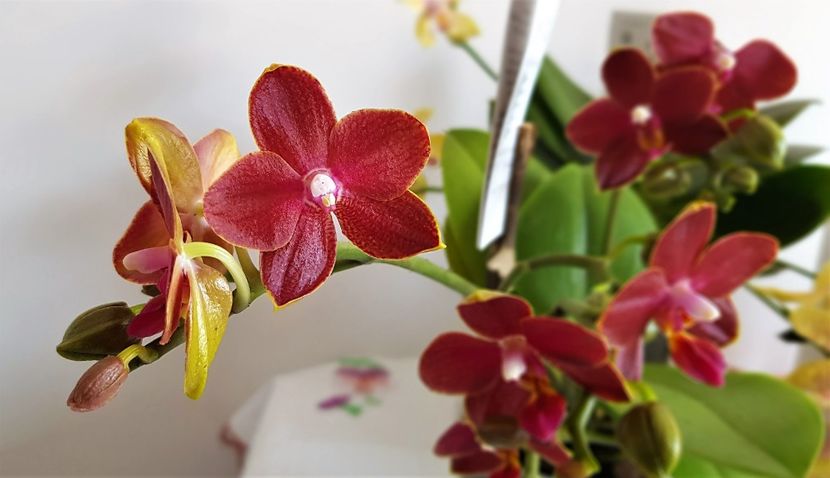  - Phalaenopsis 1