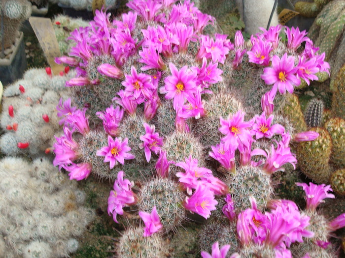 DSC01397 - Cactusi