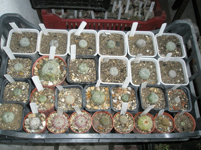 Lophophore - plantele dupa iarna 2010