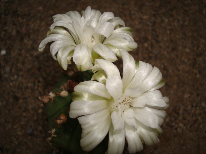 DSC01321 - Cactusi