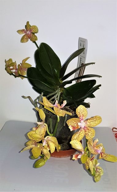  - Phalaenopsis 1
