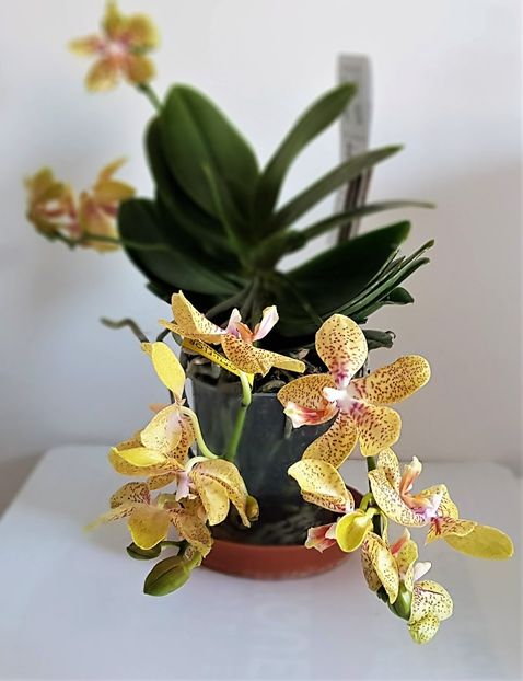  - Phalaenopsis 1